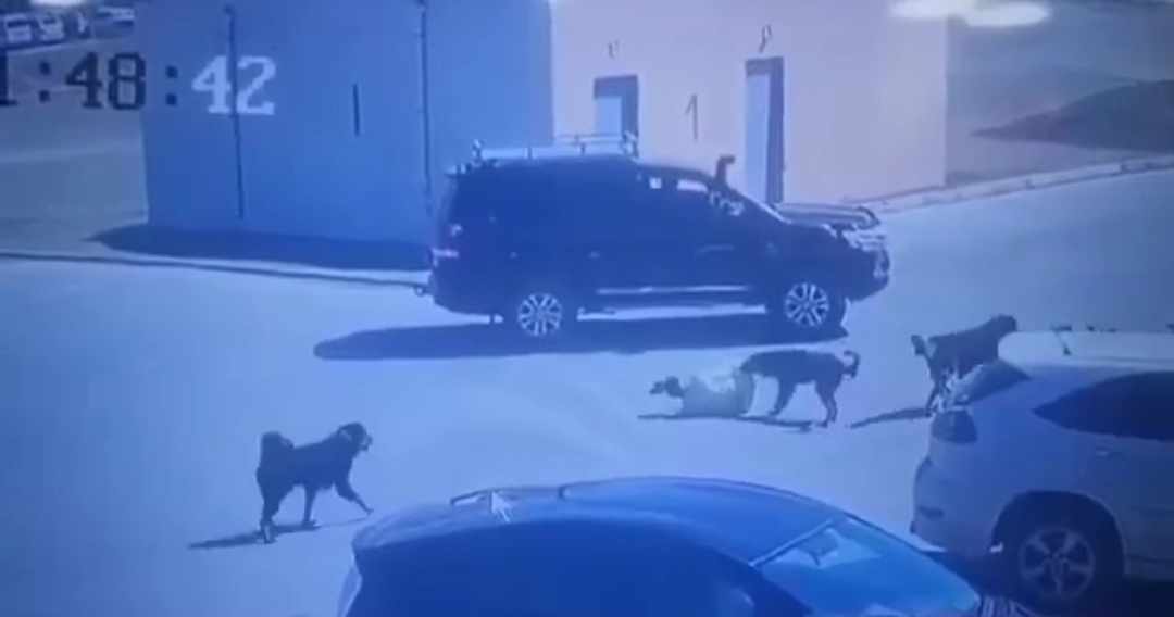 Нохойд хазуулсан эмэгтэйд тусламж үзүүлээгүй жолоочид хариуцлага тооцно